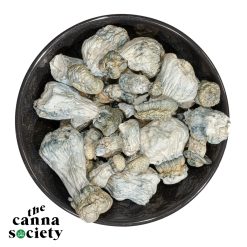 Albino Penis Envy Mushroom (APE)