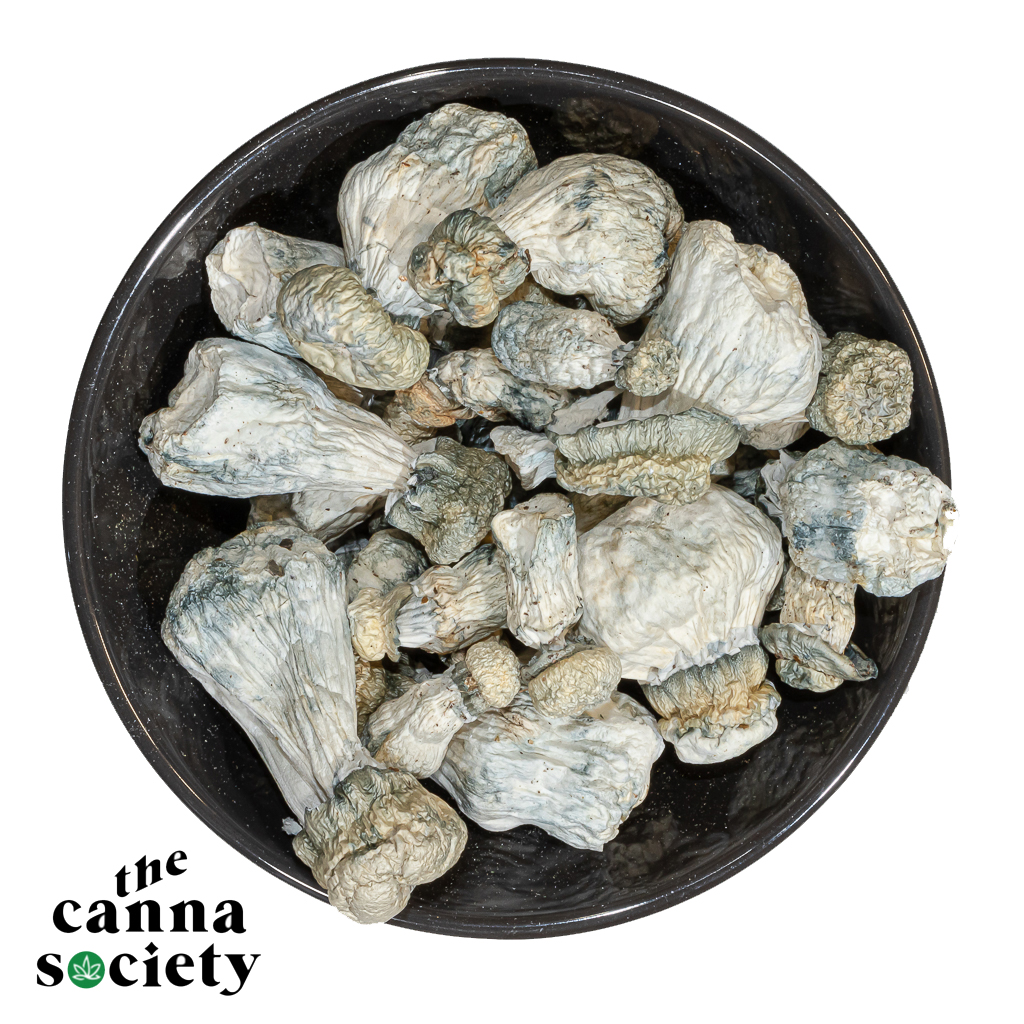 Albino Penis Envy Mushroom (APE)