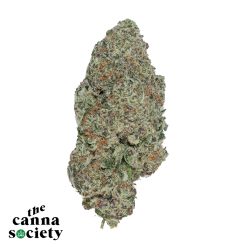 Blue Lobster (AAAA+)