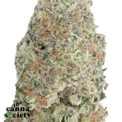 Alternative view of Blue Lobster (AAAA+)